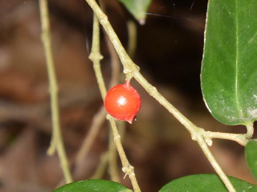 ジュズネノキ 果実は小さな球形で冬に赤く熟す