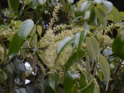 ウラジロガシ 晩春白い穂状の花