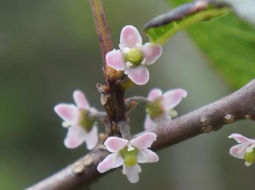 ウメモドキ 晩春～初夏 白または薄紫の極小さな雌花