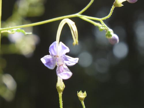 カリガネソウ 晩夏～初秋　特徴的な紫色の花