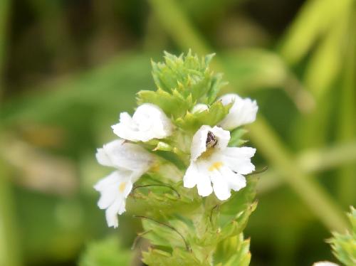 キュウシュウコゴメグサ 夏～初秋　ごく小さな白い花