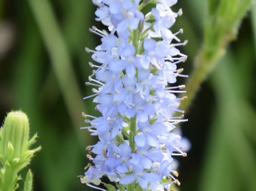 ホソバヒメトラノオ 小さな青い花を多数塔状