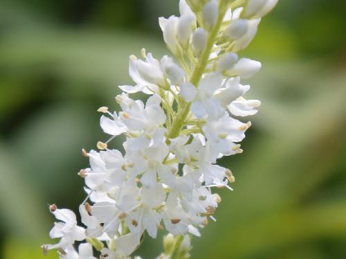 ホソバヒメトラノオ 小さな白い花を多数塔状
