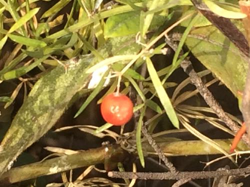 スギノハカズラ 小さな球形の果実は冬赤く熟す