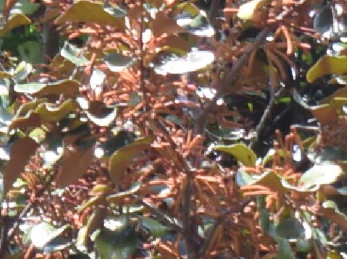 オオバヤドリギ 秋から冬にかけて赤褐色の細長い花
