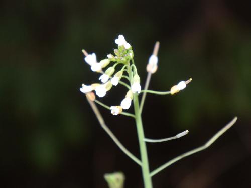 シロイヌナズナ 春～初夏極小さい白い花
