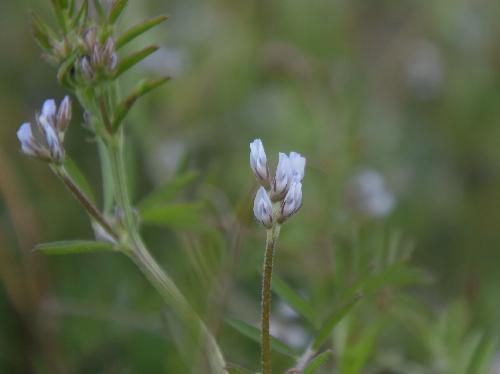 スズメノエンドウ 春　極小さな白紫の花