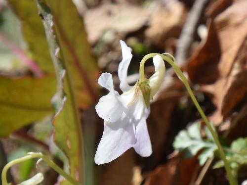 シロバナタチツボスミレ 晩春白い小さな花　距も白く上に反る
