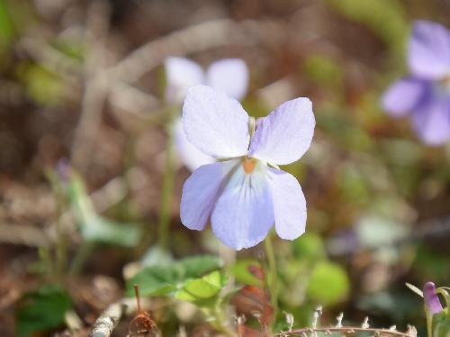コタチツボスミレ 春　薄白青色の小さな花