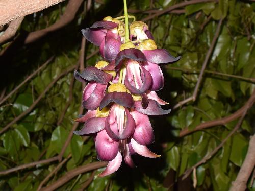 アイラトビカズラ 晩春に紫色の花