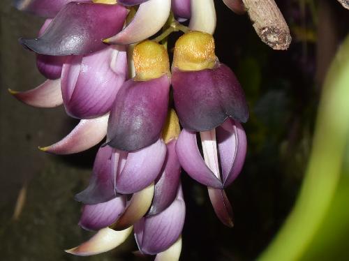 アイラトビカズラ 晩春に紫色の花