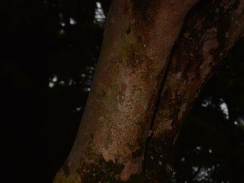 ヒコサンヒメシャラ 赤褐色で凹凸は少ない