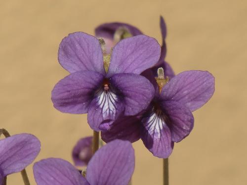 オオミヤスミレ 春に紫色の花
