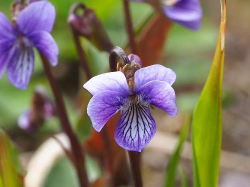 コマガタケスミレ 春　青紫の小さな花　側弁に毛