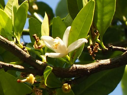 ヤマトタチバナ 晩春～初夏に小さな白い花
